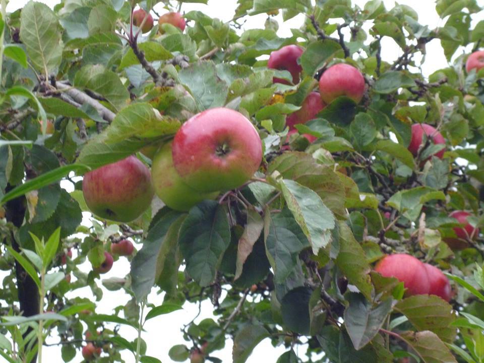 Kavak Bayındır Köyü Resimleri 1