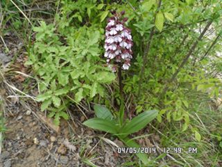 Kavak Boğaziçi Köyü Resimleri 10