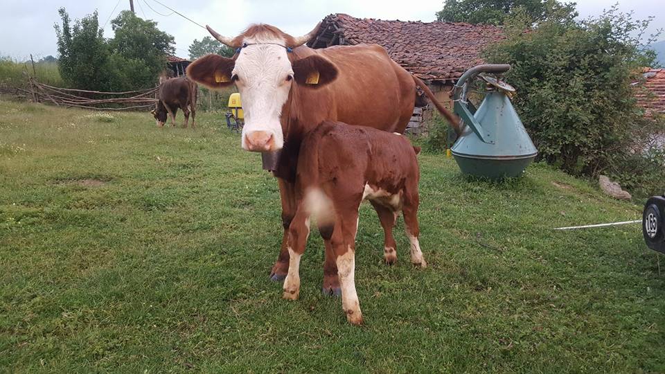 Kavak Celallı Köyü Resimleri 1