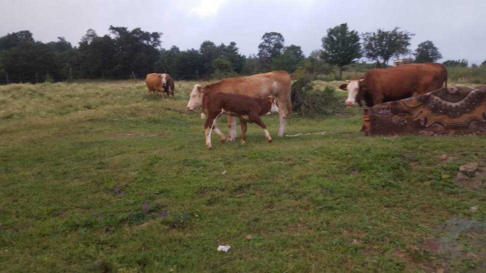 Kavak Celallı Köyü Resimleri 5