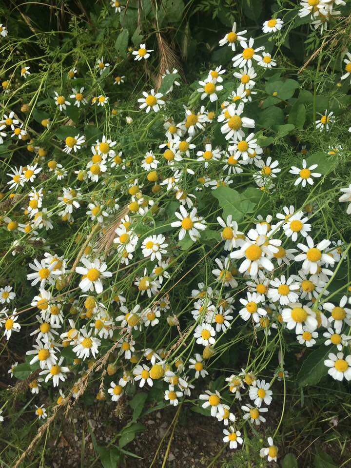 Kavak Çarıklıbaşı Köyü Resimleri 2