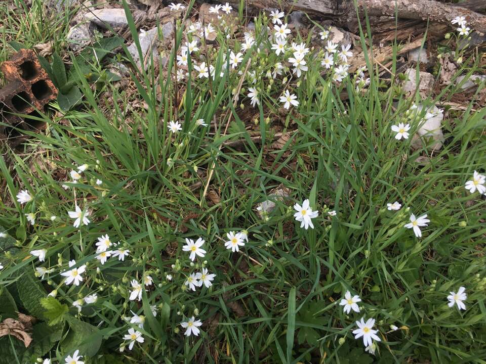 Kavak Çarıklıbaşı Köyü Resimleri 3