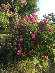 Kavak Çarıklıbaşı Köyü Resimleri 4