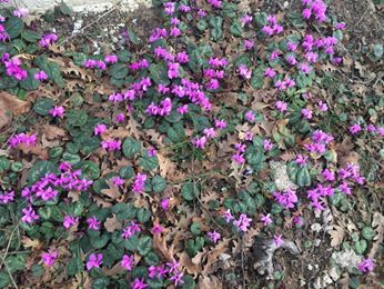 Kavak Çarıklıbaşı Köyü Resimleri 7