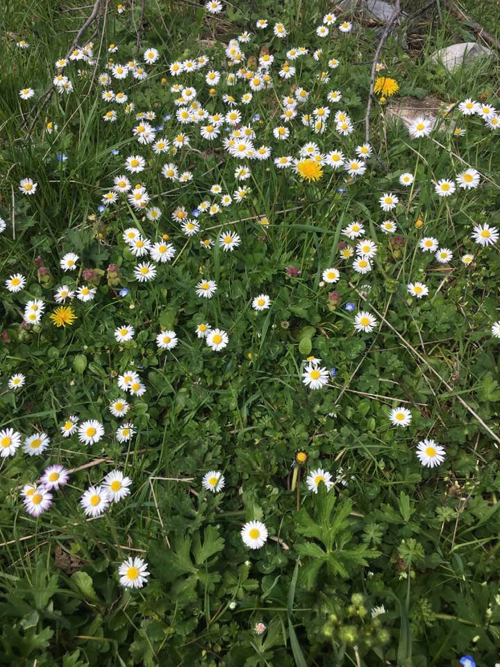 Kavak Çarıklıbaşı Köyü Resimleri 8