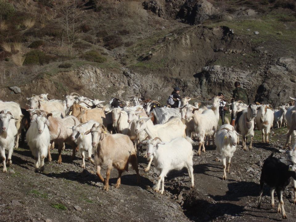 Kavak Çataltepe Köyü Resimleri 10