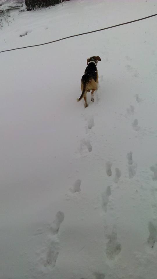 Kavak Çiçekyazı Köyü Resimleri 1