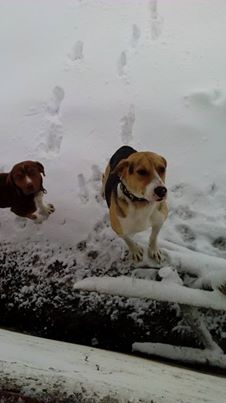 Kavak Çiçekyazı Köyü Resimleri 7