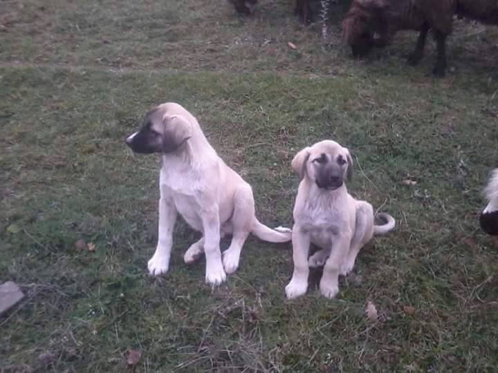Kavak Değirmencili Köyü Resimleri 1