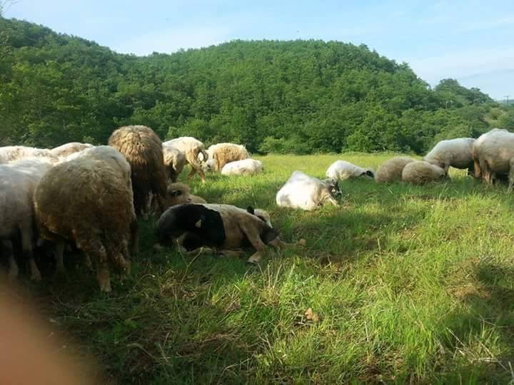 Kavak Değirmencili Köyü Resimleri 2