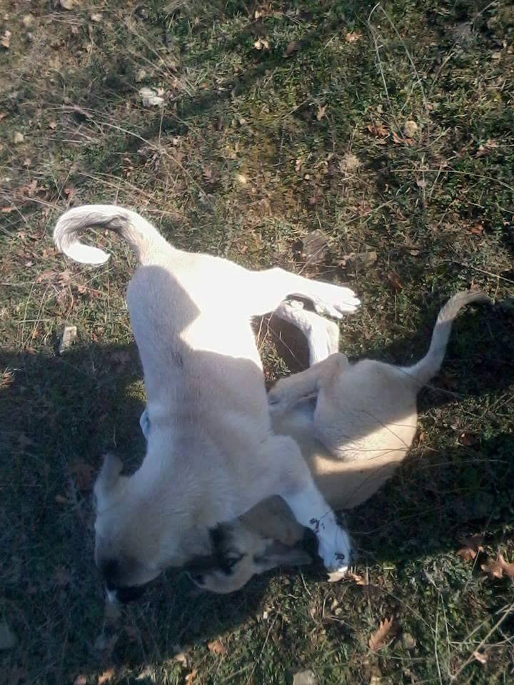 Kavak Değirmencili Köyü Resimleri 3