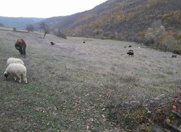 Kavak Değirmencili Köyü Resimleri 8