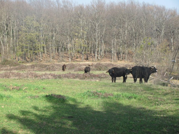 Kavak Demirci Köyü Resimleri 4