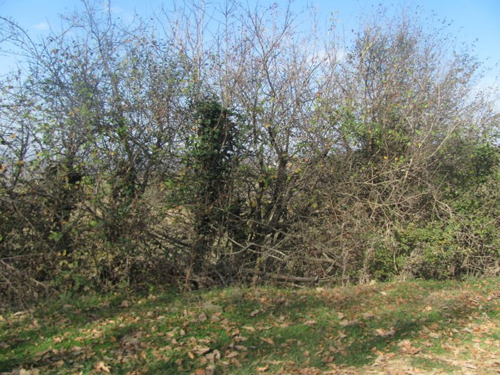 Kavak Demirci Köyü Resimleri 7