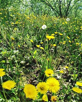 Hendek Kocatöngel Köyü Resimleri 6