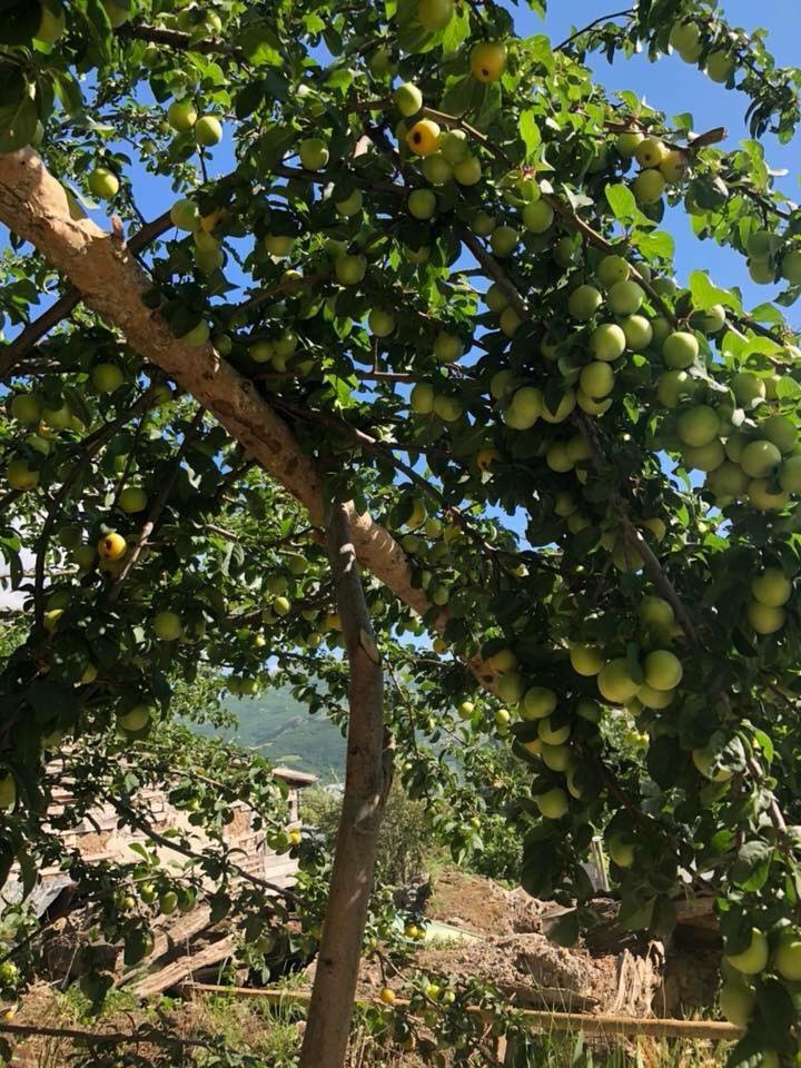 Almus Kolköy Köyü Resimleri 10