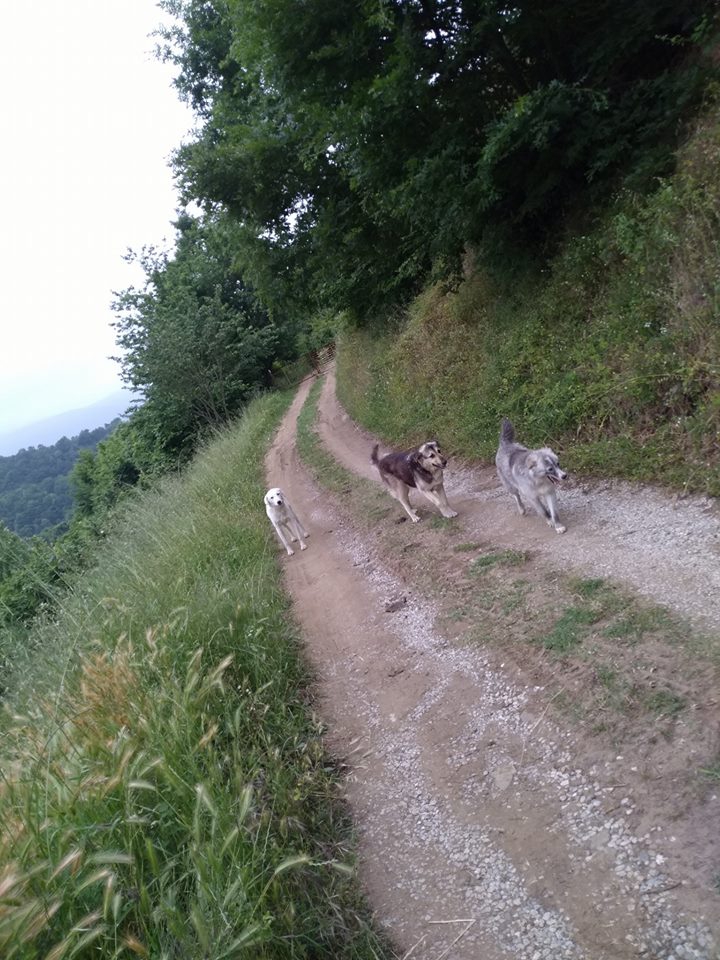 Hendek Muradiye Köyü Resimleri 5