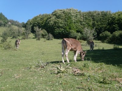 Artova Yukarıgüçlü Köyü Resimleri 3