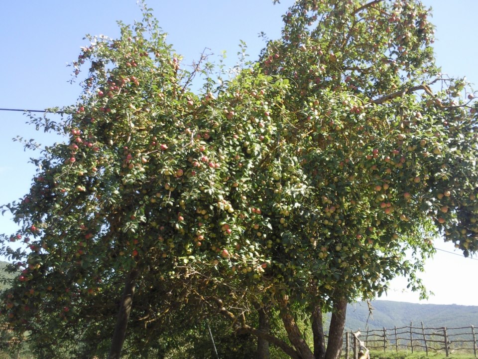 Kavak Karapınar Köyü Resimleri 3