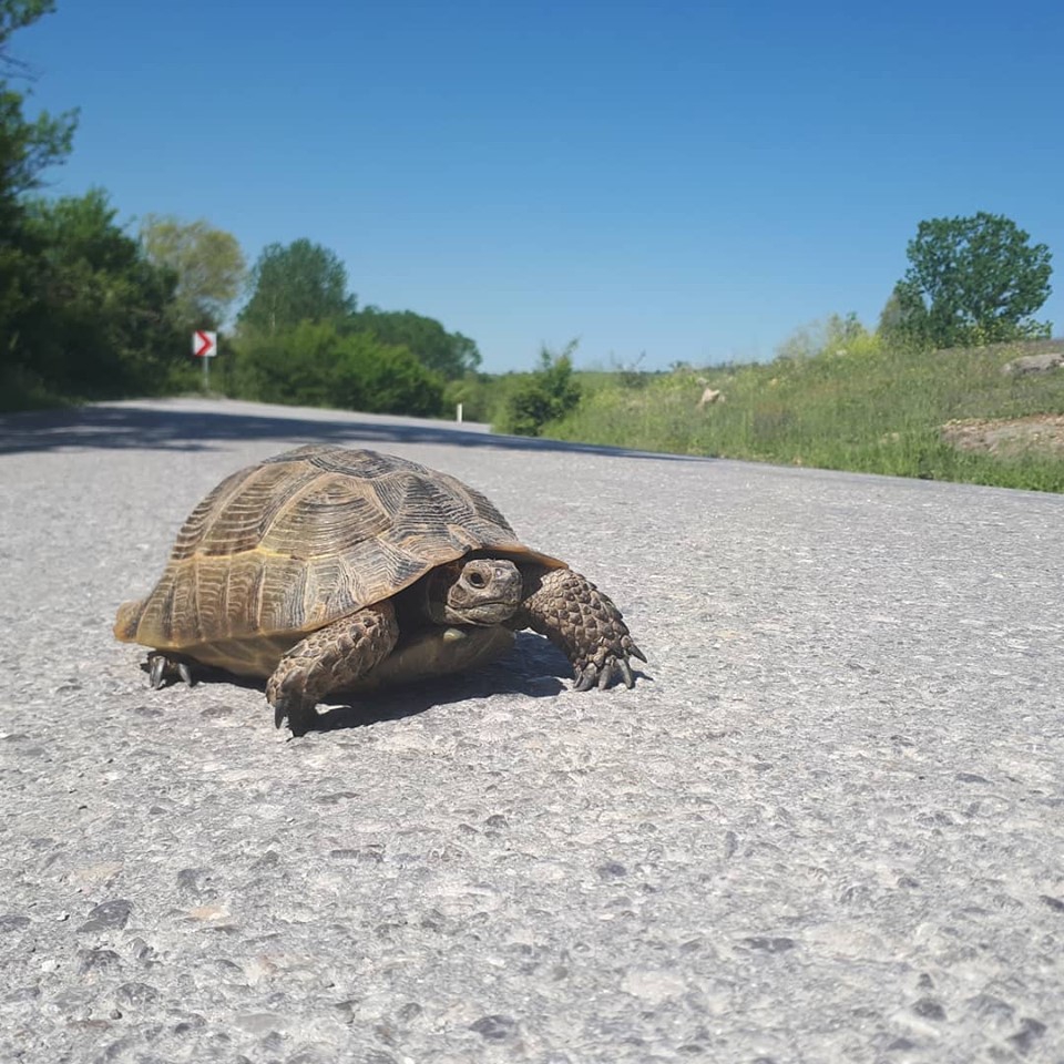 Kavak Kayaköy Köyü Resimleri 1