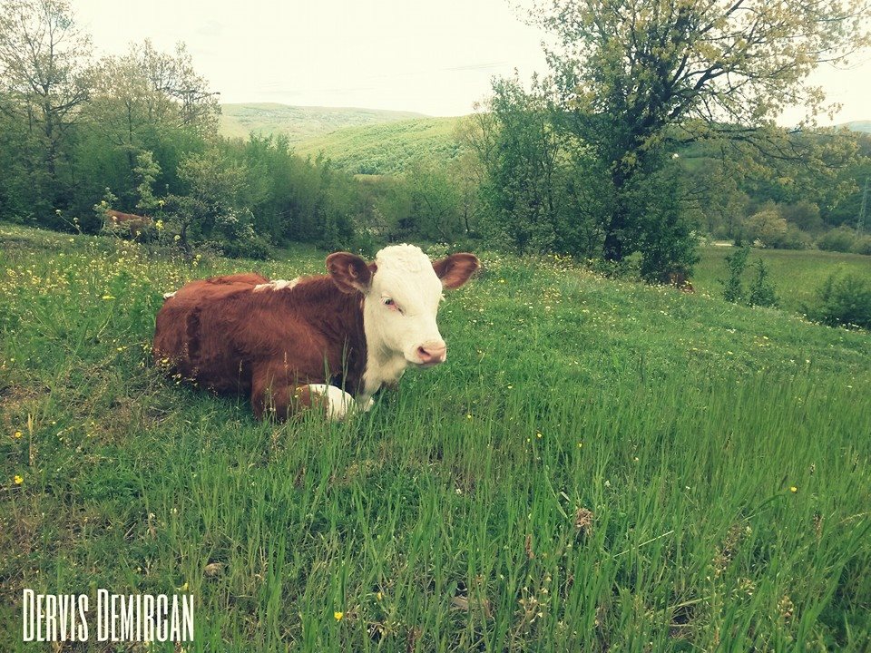 Kavak Kurşunlu Köyü Resimleri 2