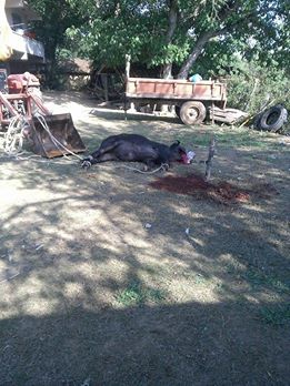 Kavak Muhsinli Köyü Resimleri 6