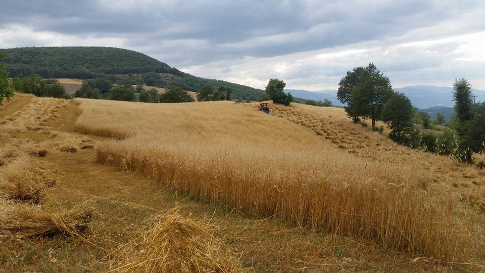 Başçiftlik Sarıağıl Köyü Resimleri 6