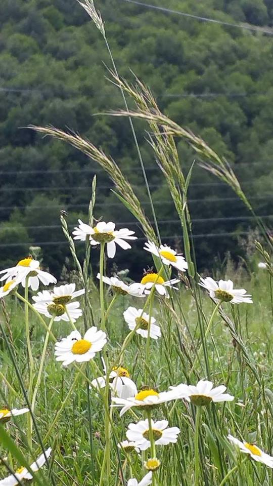 Niksar Akgüney Köyü Resimleri 2