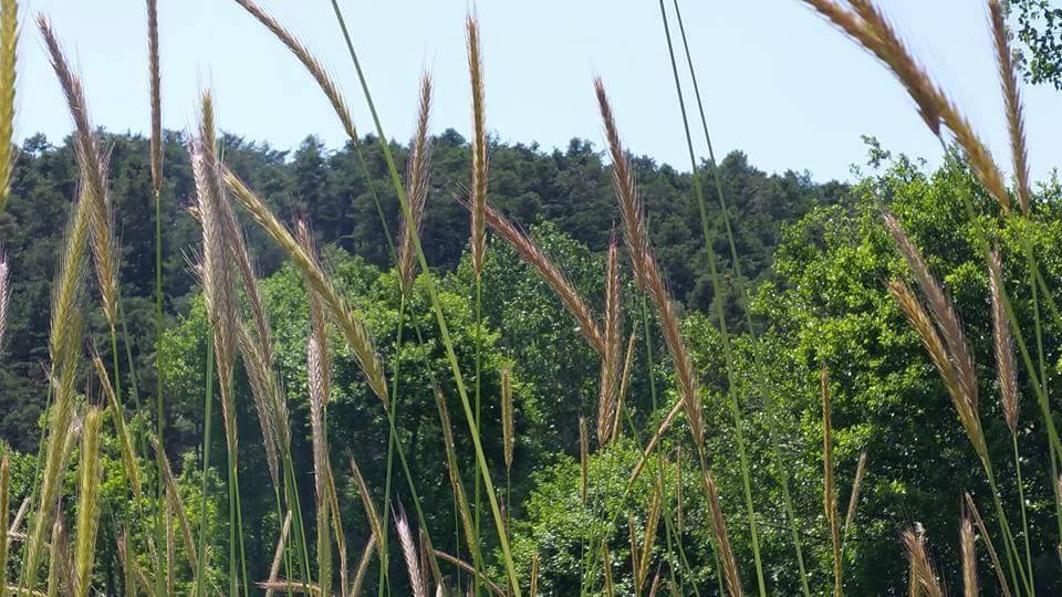 Niksar Akgüney Köyü Resimleri 3