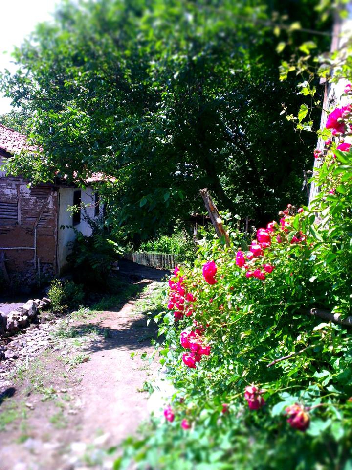 Niksar Ardıçlı Köyü Resimleri 1