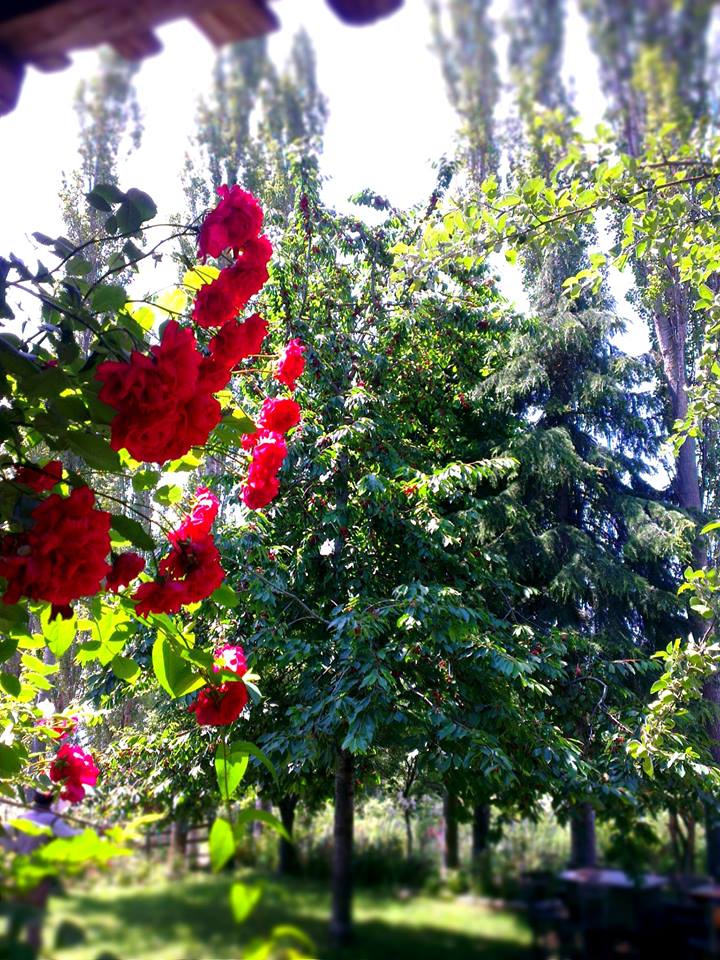 Niksar Ardıçlı Köyü Resimleri 3