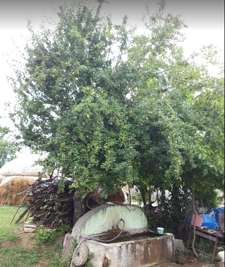 Niksar Ayvalı Köyü Resimleri 5