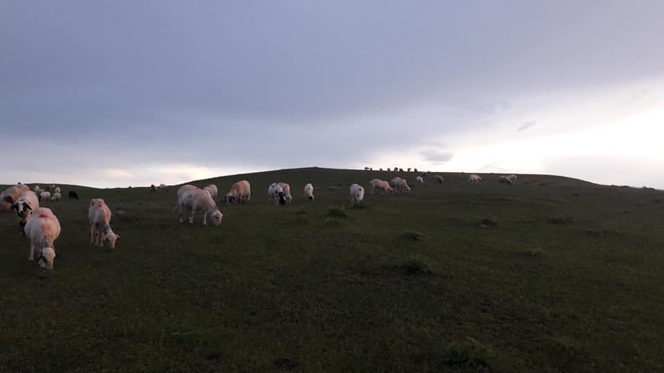Niksar Bilgili Köyü Resimleri 2