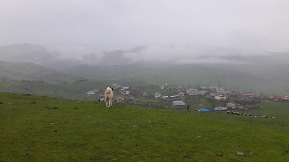 Niksar Bilgili Köyü Resimleri 6