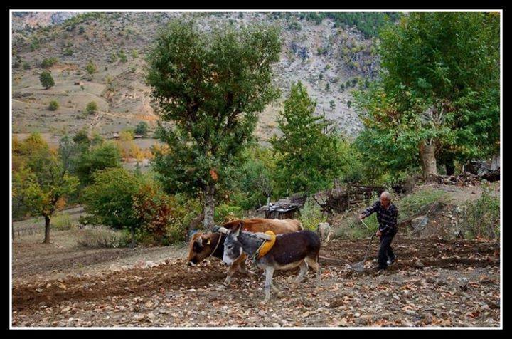 Adana Feke Mansurlu Köyü Resimleri 1