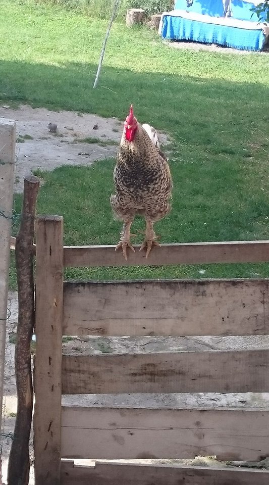 Ladik Ahmetsaray Köyü Resimleri 6