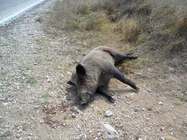 Ladik Ayvalı Köyü Resimleri 2