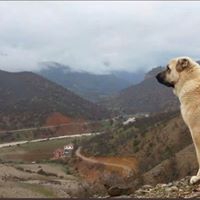 Pazarcık Bölükçam Köyü Resimleri 5