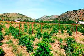 Onikişubat Dumlupınar Köyü Resimleri 1