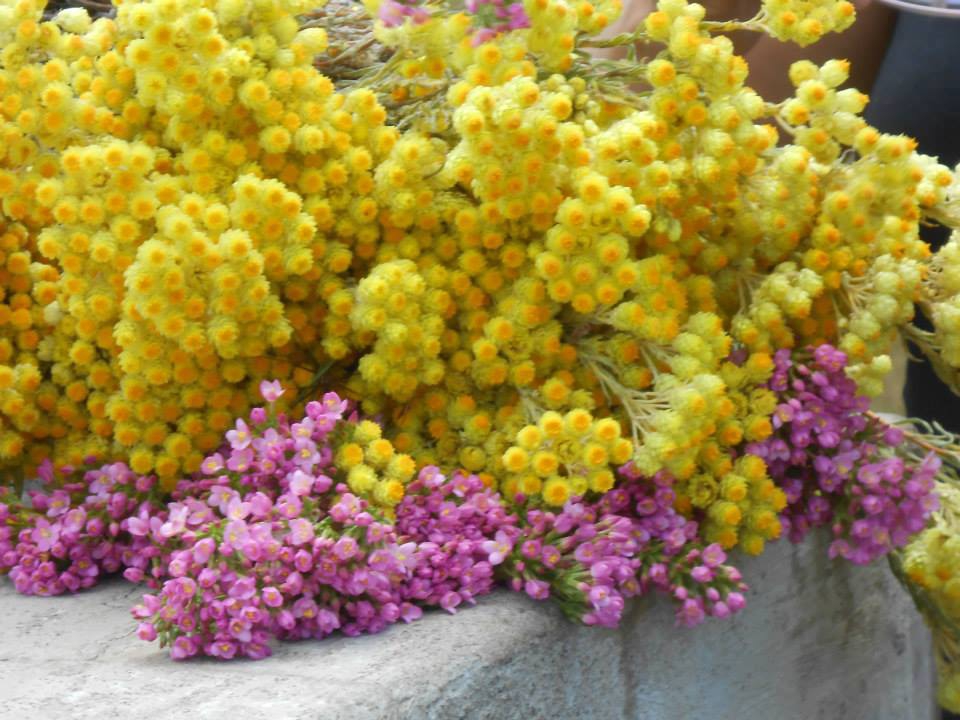 Niksar Gerit Köyü Resimleri 2