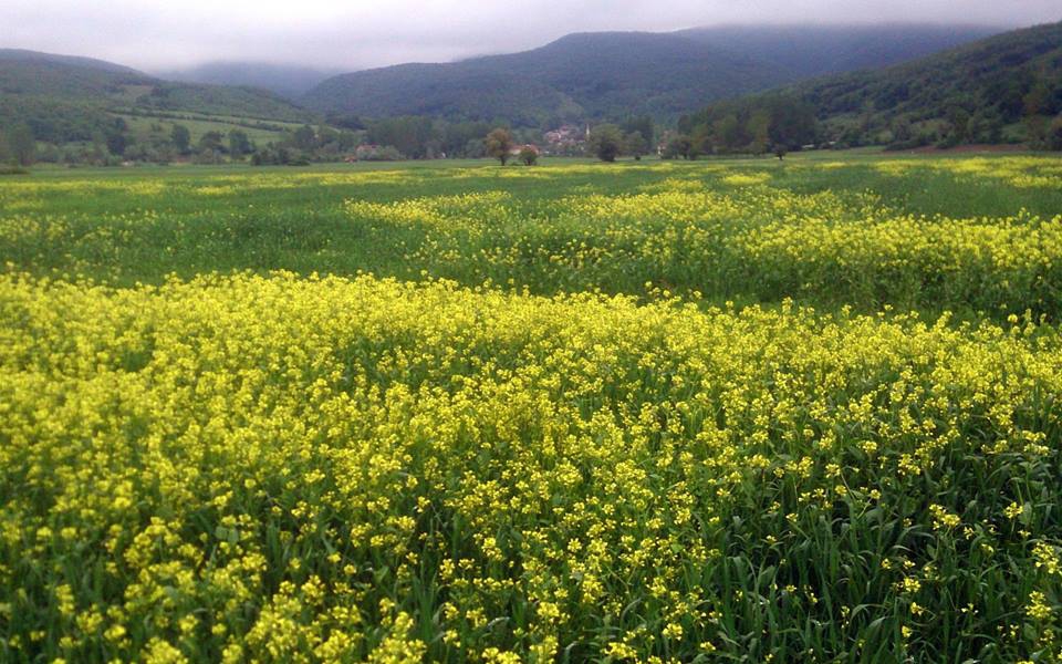 Ladik Çakırgümüş Köyü Resimleri 5