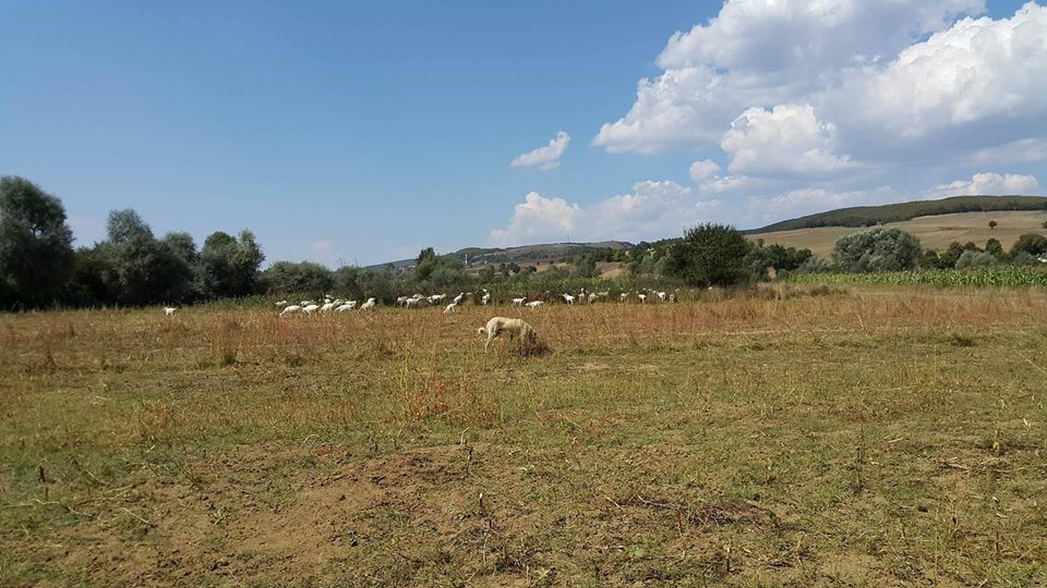 Ladik Deliahmetoğlu Köyü Resimleri 7