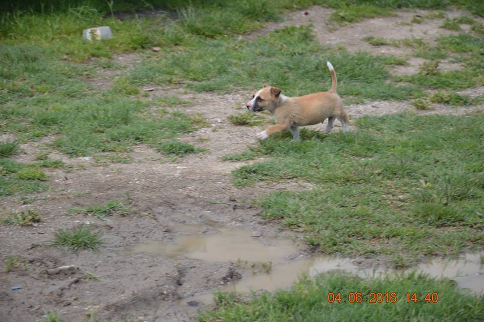 Ladik Gürün Köyü Resimleri 1