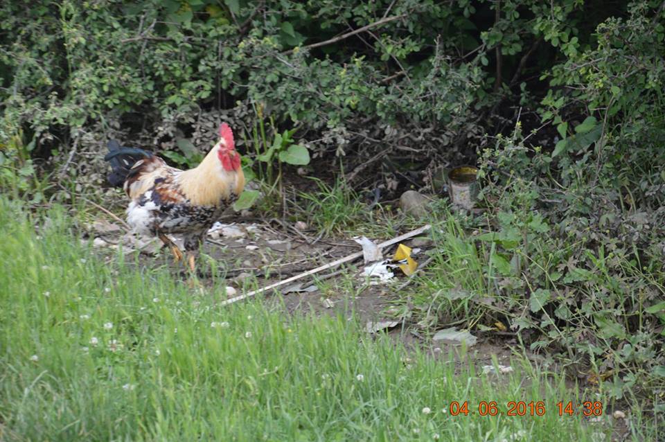 Ladik Gürün Köyü Resimleri 11