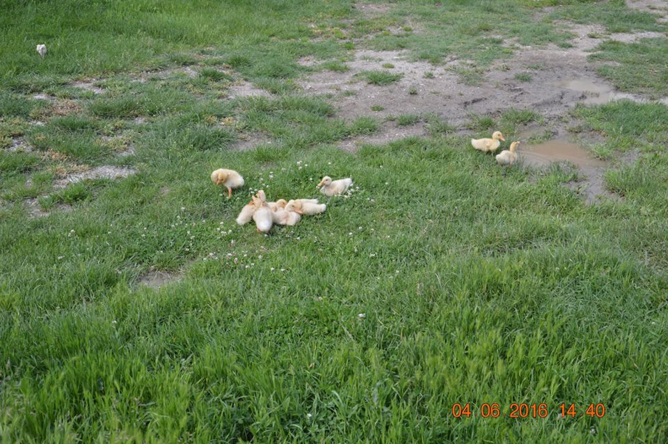 Ladik Gürün Köyü Resimleri 4