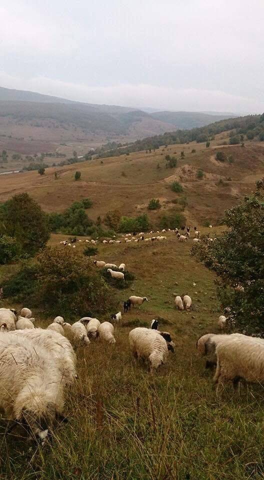 Ladik İbi Köyü Resimleri 8