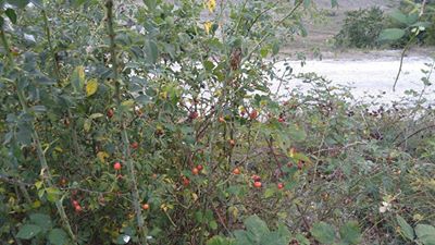 Ladik İsasofta Köyü Resimleri 6