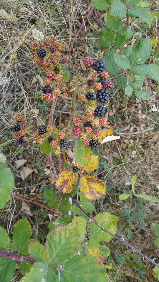 Ladik İsasofta Köyü Resimleri 7