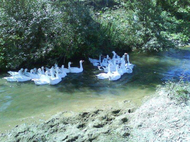 Ladik Karaabdal Köyü Resimleri 11