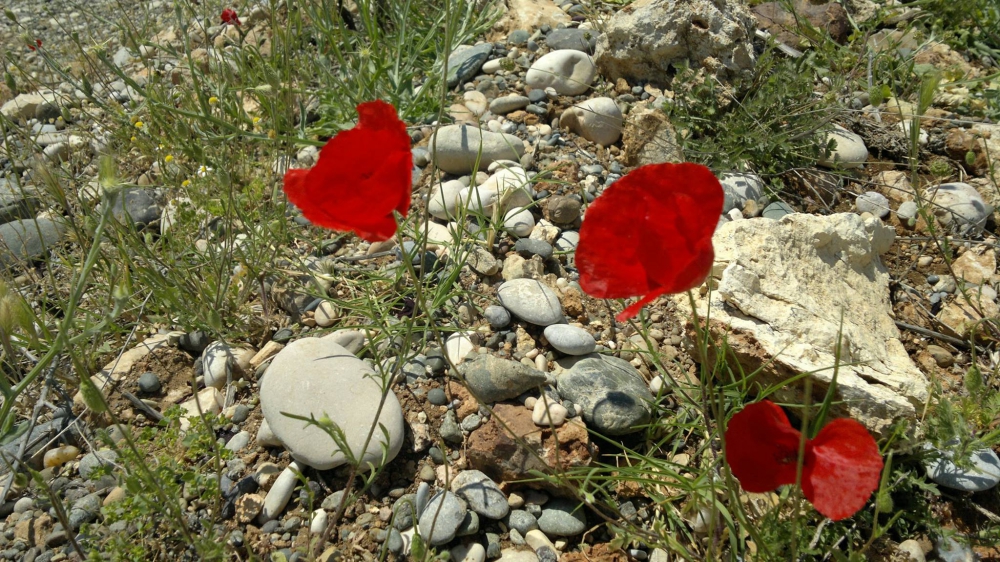 Pazarcık Cennetpınarı Köyü Resimleri 3